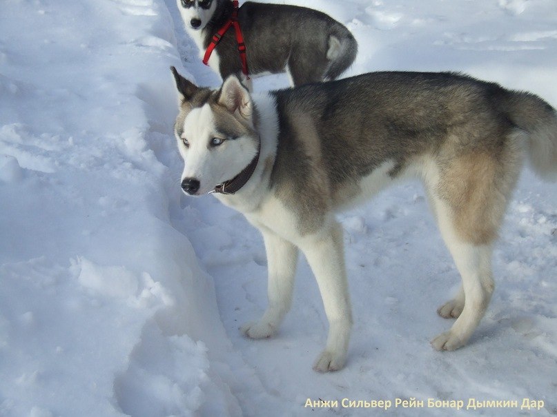 Татьяна Морозова | 