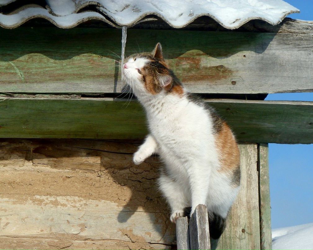 Ольга Дмитриева | Кременчуг