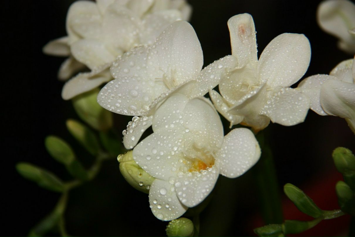 Виктория Большакова | Москва