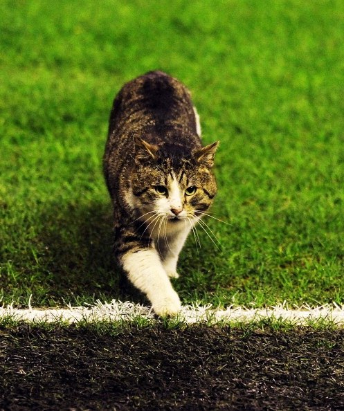 Serega Mamonov | Москва