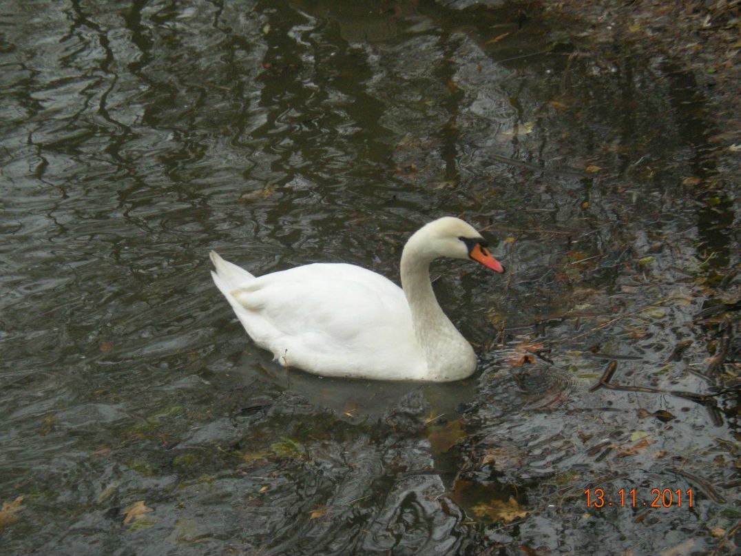 Игорь Шаповаленко | Глухов