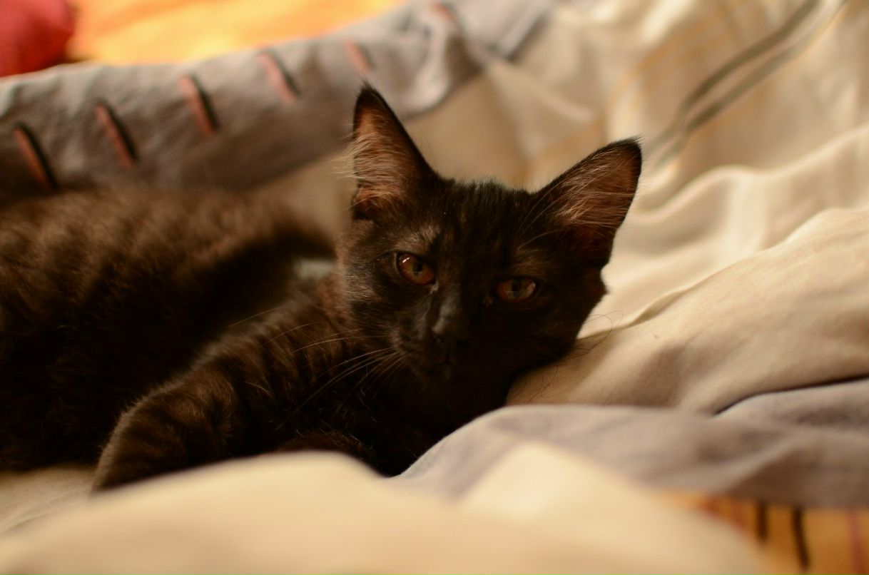 Петр Андреевич | 