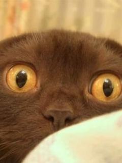 Аня Косарева | 