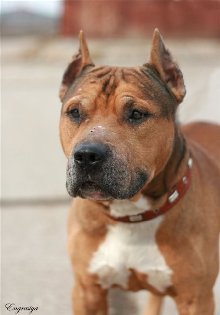 Макс Кузнецов | Лебедянь