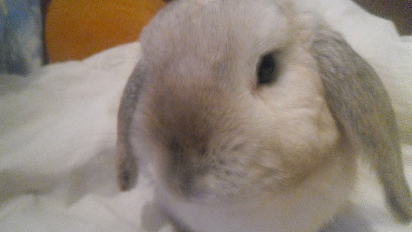 Олеся Михеева | Санкт-Петербург