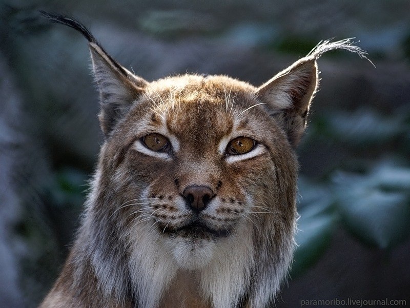 Света Живина <Арысь> | 