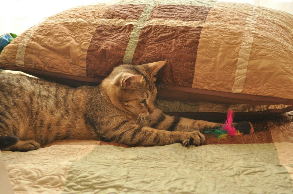 Константин Рагулин | Москва