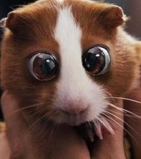 Георгий Лысенко | Барнаул