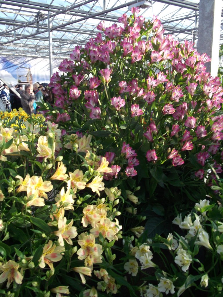 Анна Шаронова | 