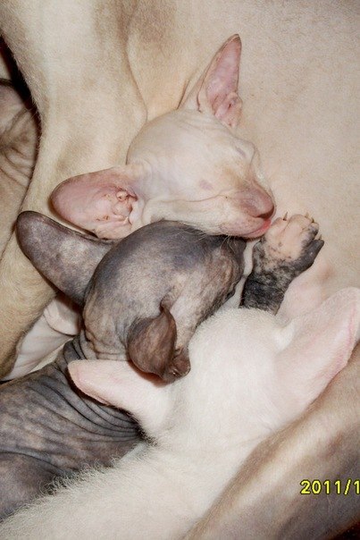 Таня Павлова ♥ | Вологда