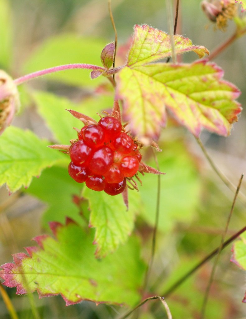 Туяра Андреева | Якутск