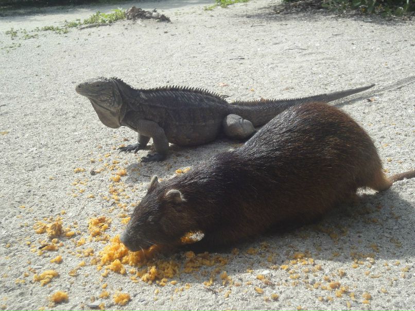 Рома Дашкевич | Мурманск