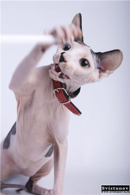 Игорь Боярин Jafar | Одесса