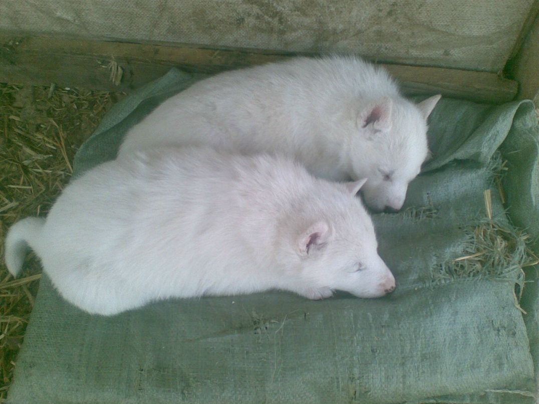 Юрий Придачин | Белгород