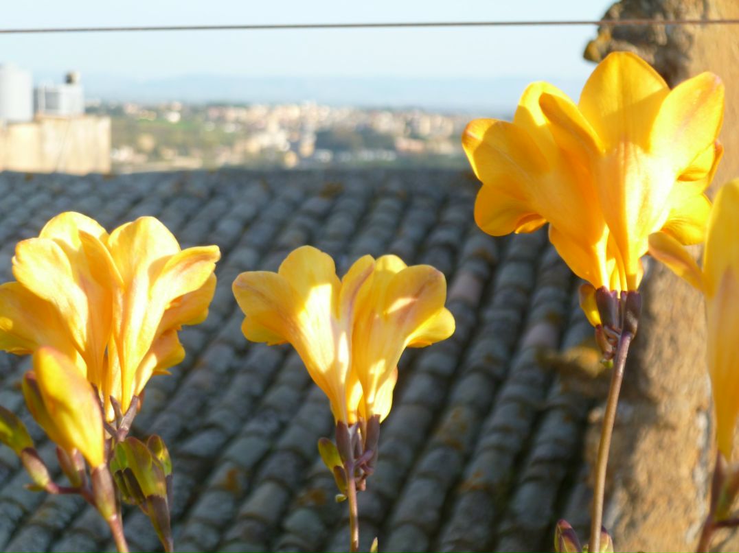 Екатерина Лобова | 