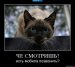 Света Елисеева фотография #13