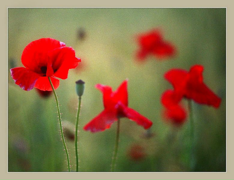 №5, Марьяна Починок, Киев №5, Марьяна Починок, Киев
