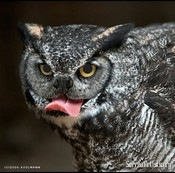 №97, Chroma Jester, 37 лет, Ōsaka №97, Chroma Jester, 37 лет, Ōsaka