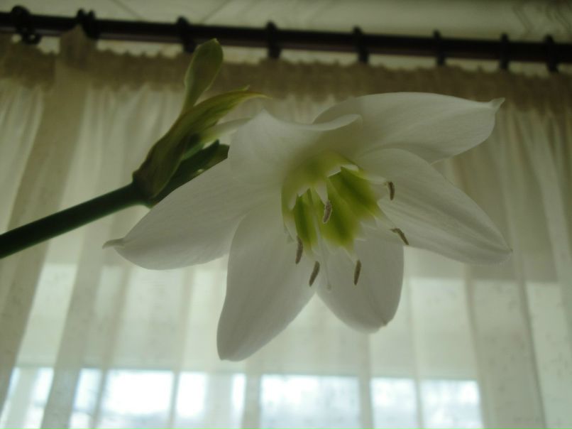 Оля Сафьянова(тотмянина) | Красноярск