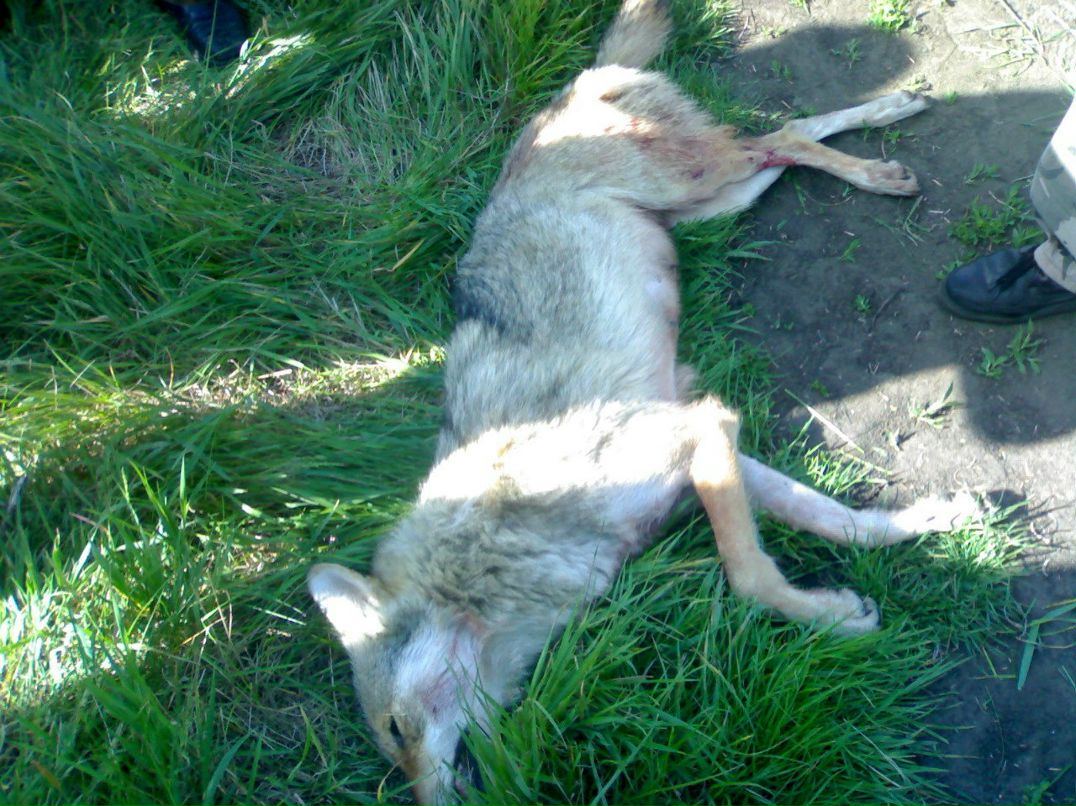 Юрий Васильев | Подольск / Котовск