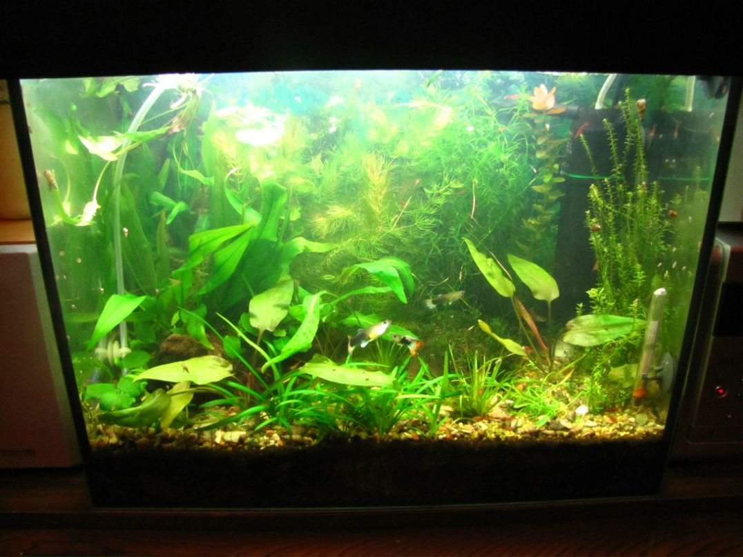 Баир Алексеев | Санкт-Петербург