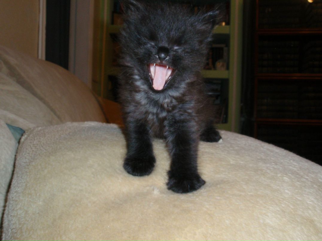 Анна Вакал | Львов