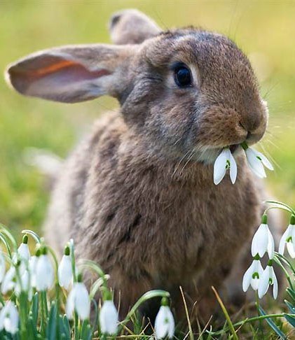 Вікторія Пікула | Ровно