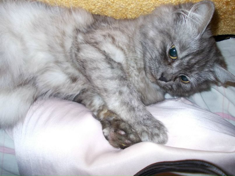 Владислав Звонов | Тольятти