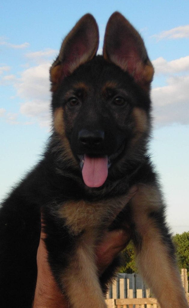 Паша Кирич Dynamo Kyiv | Тернополь