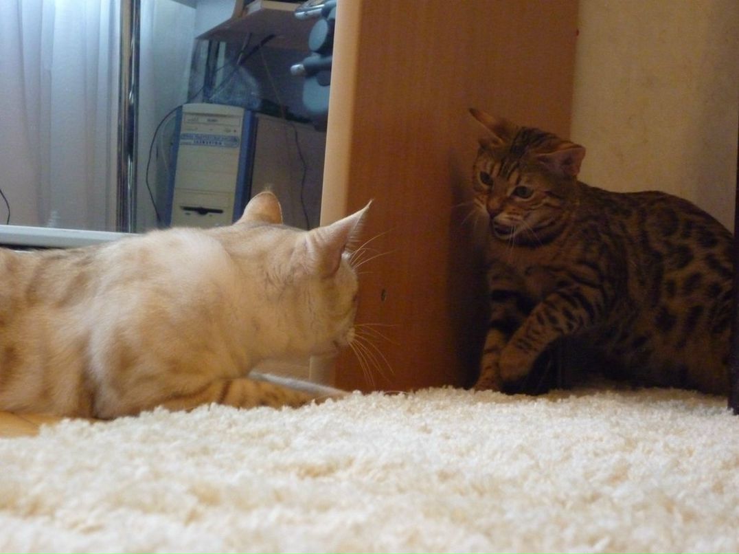 Валерия Мазникова | Санкт-Петербург