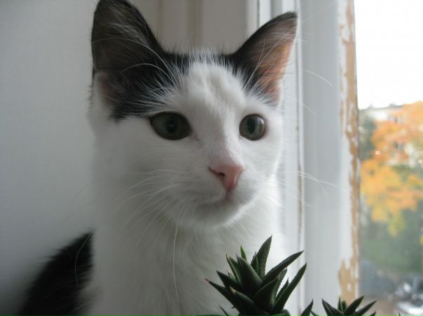 №166, Алексей Комаров, 38 лет, Калининград, Россия №166, Алексей Комаров, 38 лет, Калининград, Россия