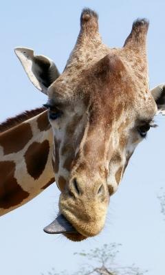 №12, Екатерина Вейцман, 40 лет, Одесса №12, Екатерина Вейцман, 40 лет, Одесса