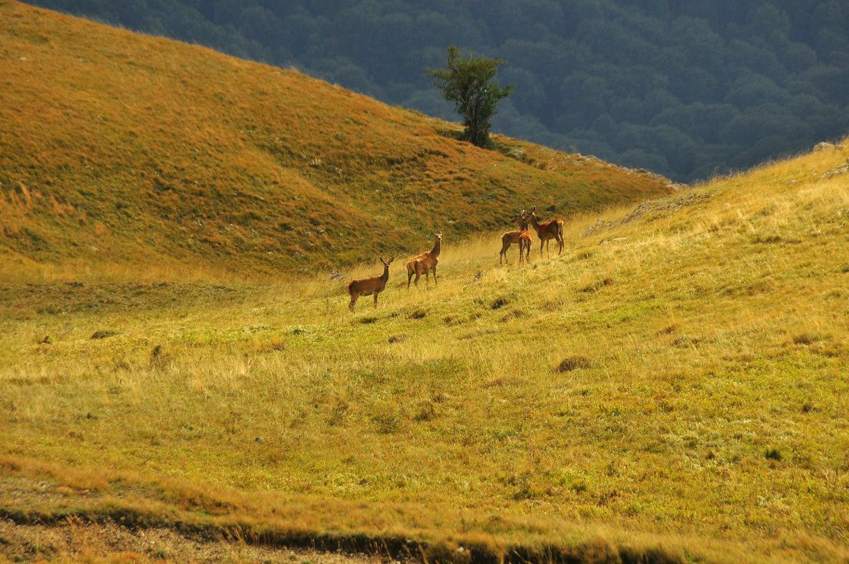 Антон Напалков | Севастополь