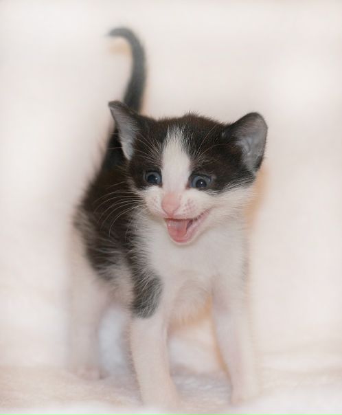 №7, Константин Метельский, Санкт-Петербург №7, Константин Метельский, Санкт-Петербург