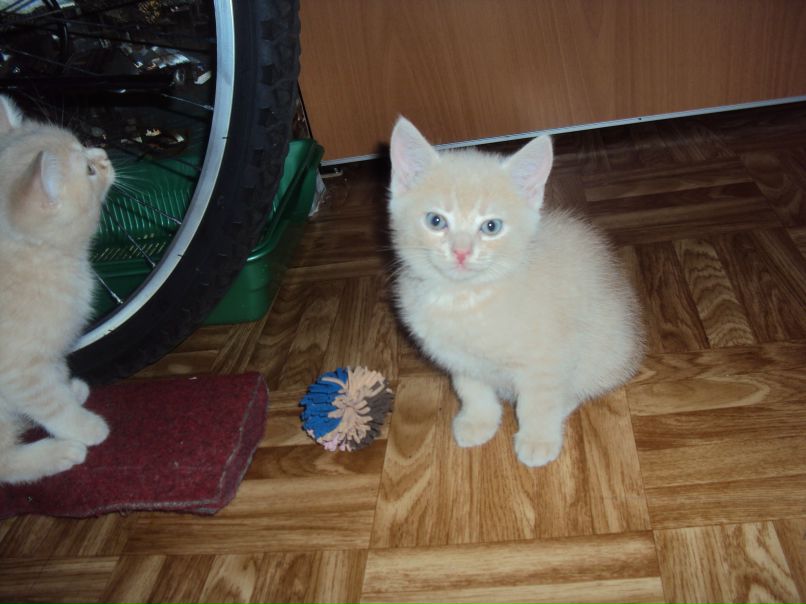 Ирина Тюменева | Новокузнецк