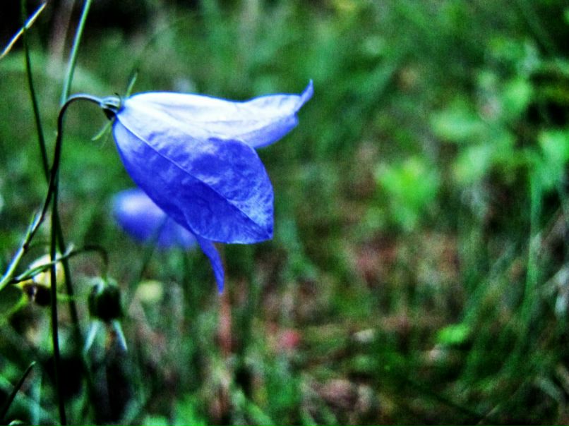 Мария Одаевская | Санкт-Петербург
