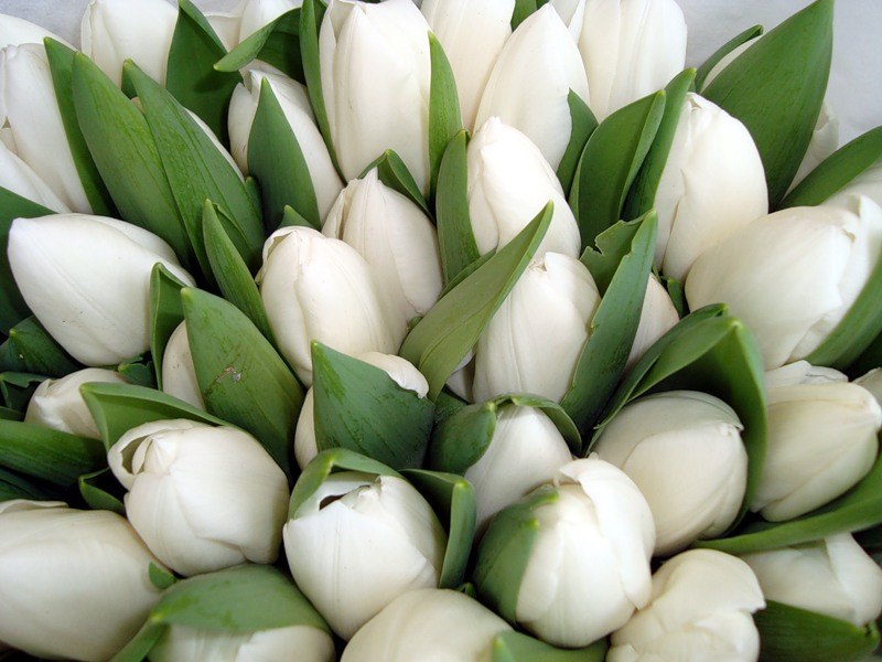 Ольга Вялова | Калининград