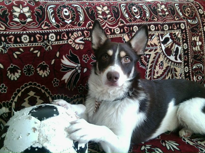 Ленчик Митрохин CUBE | Сокол