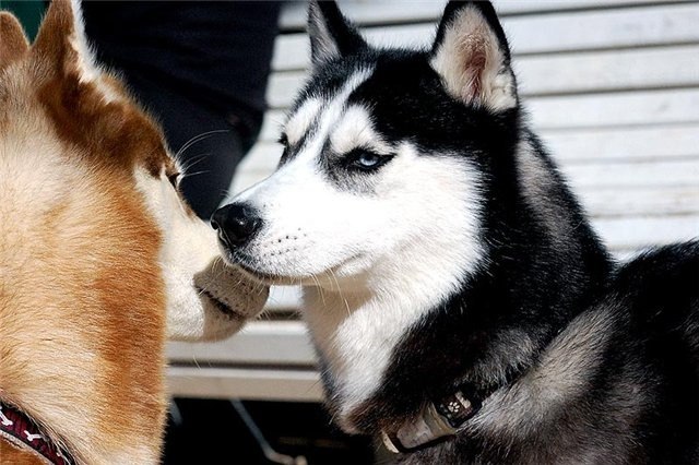 Дарья Маусова | 