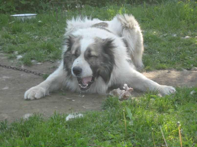 Сергей Соколов 