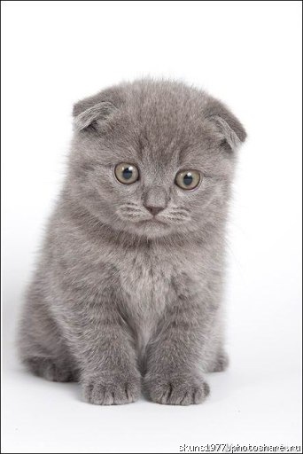 №15, Александр Сарана, Новохоперск №15, Александр Сарана, Новохоперск