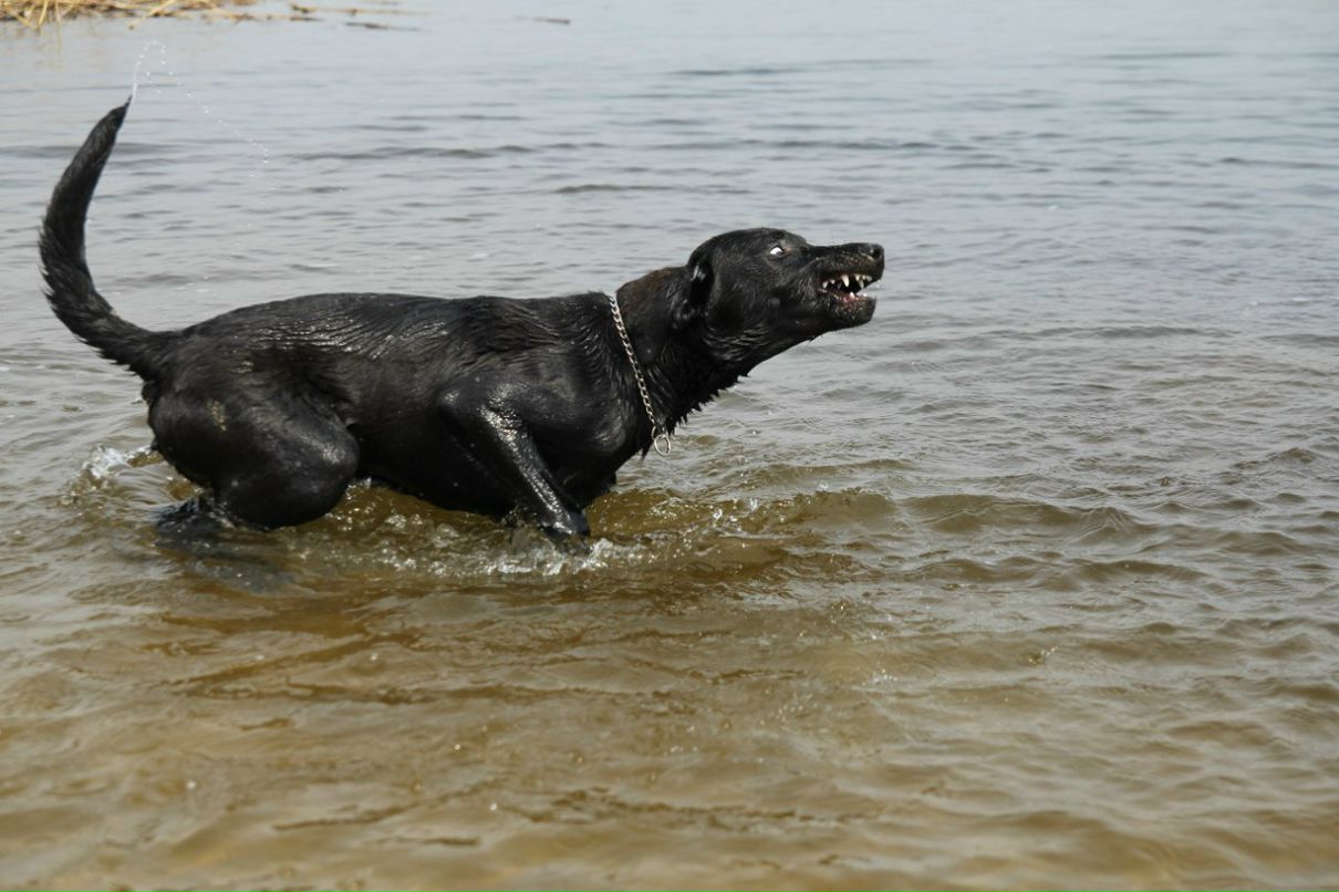 Руслан Ковальский | Днепр (Днепропетровск)