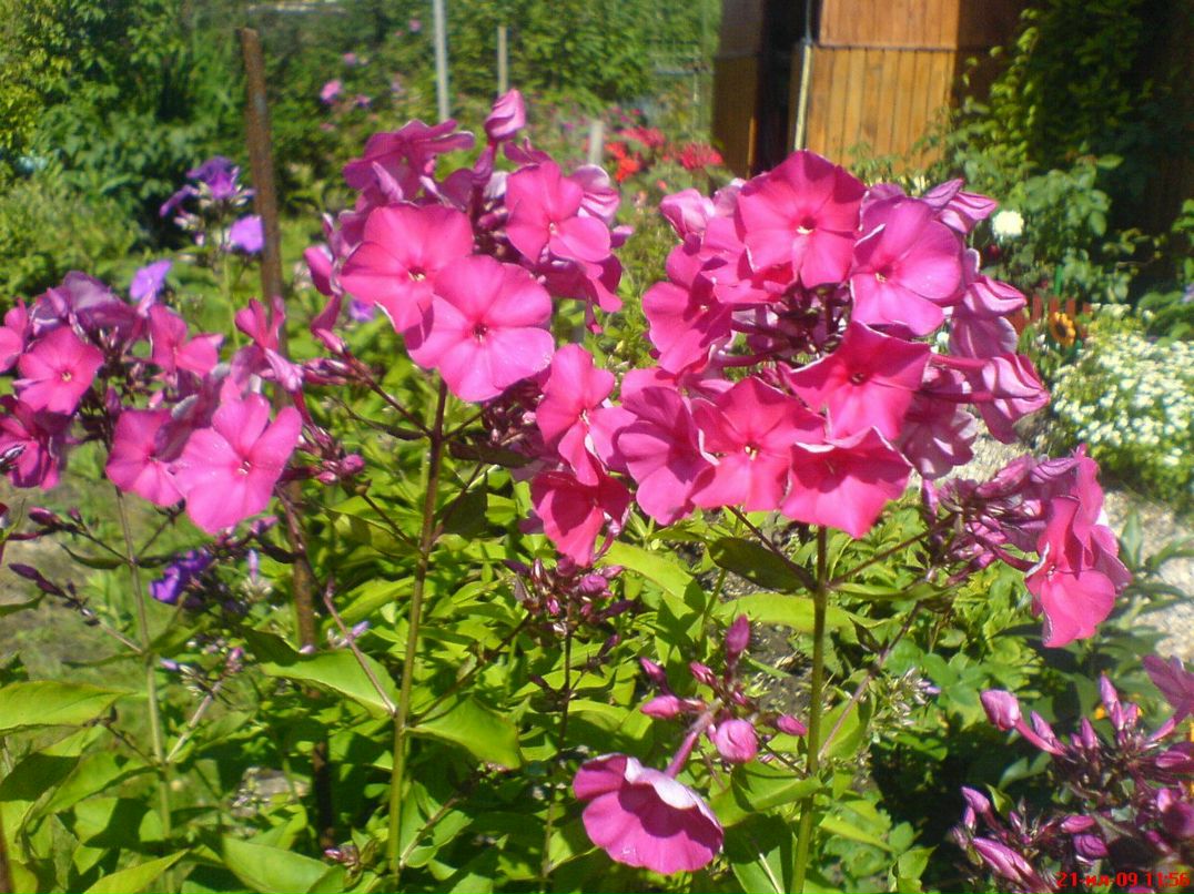 Димасик Педулло | Москва