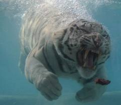 Иван Филимонов Владимирович | Сыктывкар