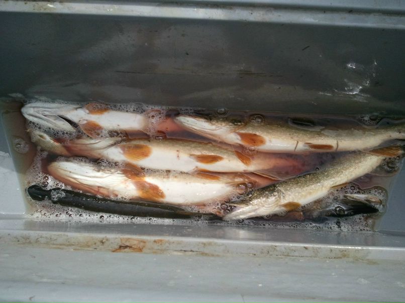 Сергей Рябов EldMaster | 