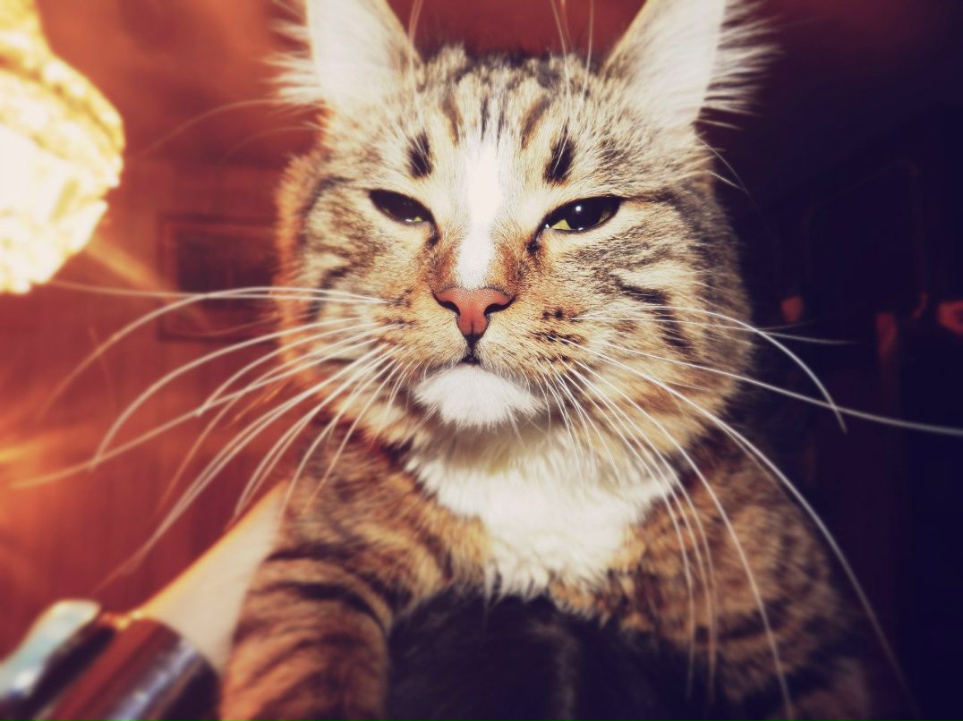 Игнатий Мазальский [מזל] | Санкт-Петербург