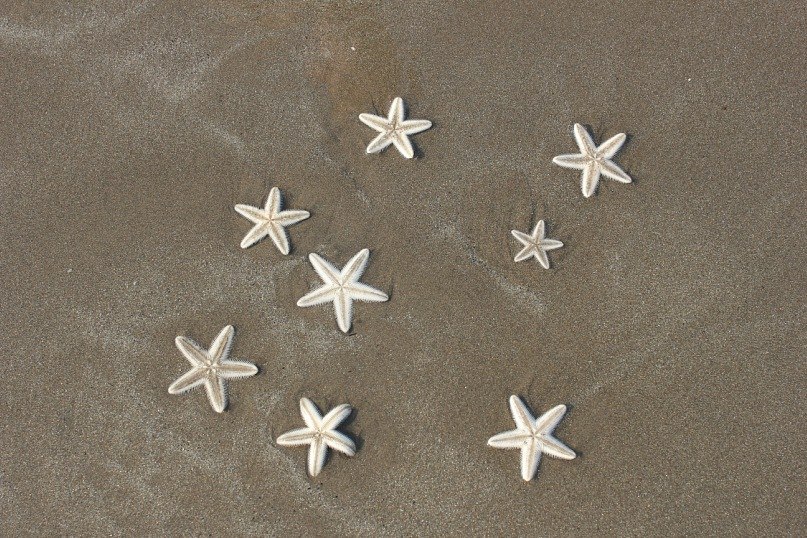 Елизавета Царькова | Москва