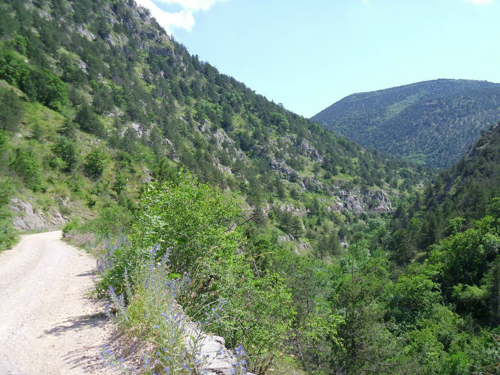 Инна Златкус | Несвиж