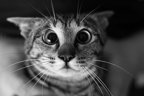 Артур Зиангиров | Москва