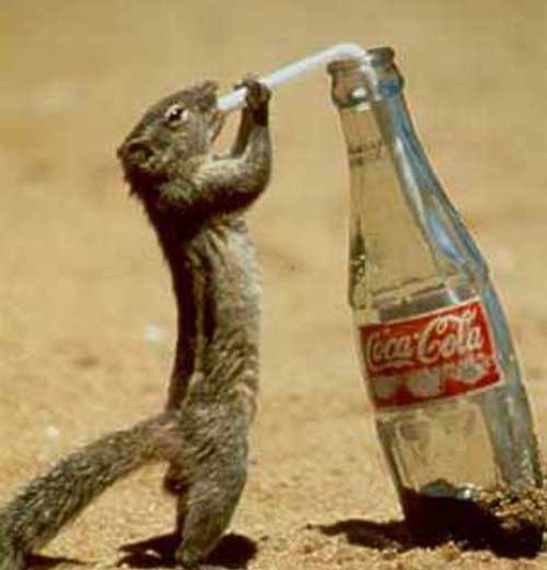 Вадик Ломов | Родники